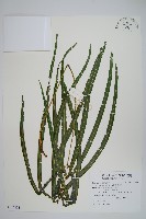 藏品(長葉鳳尾蕨)的圖片