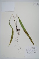 藏品(鱗瓦葦、長柄瓦葦)的圖片