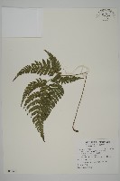 藏品(金毛蕨)的圖片