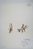 藏品(絨毛石葦)的圖片