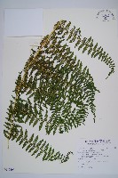 藏品(姬蕨)的圖片