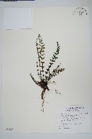 藏品(細葉碎米蕨)的圖片