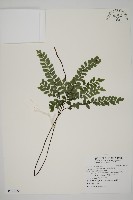 藏品(扇葉鐵線蕨)的圖片