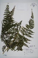 藏品(稀子蕨)的圖片