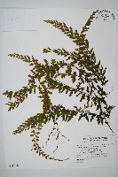 藏品(瓶蕨)的圖片