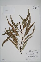 藏品(波氏星蕨)的圖片