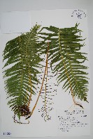 藏品(倒葉瘤足蕨)的圖片