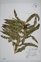 藏品(日本狗脊蕨)的圖片