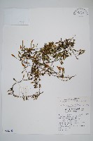 藏品(抱樹蕨、伏石蕨)的圖片