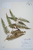 藏品(生芽狗脊蕨、頂芽狗脊蕨)的圖片