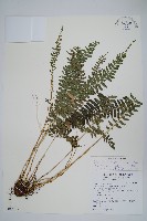 藏品(韓氏耳蕨)的圖片