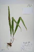 藏品(粵瓦葦)的圖片