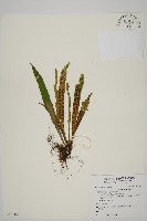 藏品(劍葉鐵角蕨、箭葉鐵角蕨)的圖片