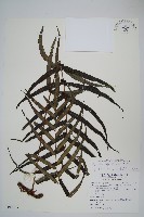 藏品(箭葉水龍骨、擬水龍骨)的圖片