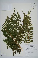 藏品(柄囊蕨)的圖片