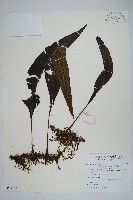 藏品(大星蕨)的圖片