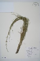 藏品(木賊)的圖片