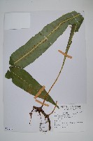 藏品(大星蕨)的圖片