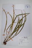 藏品(書帶蕨)的圖片