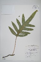 藏品(海岸星蕨)的圖片