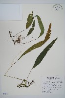 藏品(單葉雙蓋蕨)的圖片