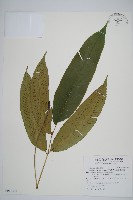 藏品(細柄雙蓋蕨)的圖片