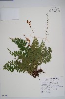 藏品(刺蕨)的圖片