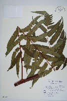 藏品(台灣樹蕨)的圖片