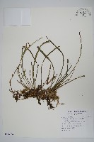 藏品(姬書帶蕨)的圖片