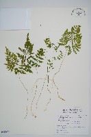 藏品(細裂羽節蕨)的圖片