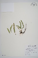 藏品(麗江耳蕨)的圖片