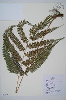 藏品(屋久複葉耳蕨)的圖片