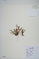 藏品(梳葉蕨)的圖片