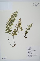 藏品(單邊鐵角蕨)的圖片