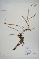 藏品(擬芨瓦葦)的圖片