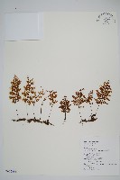 藏品(細葉蕗蕨)的圖片