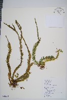 藏品(福氏石松)的圖片