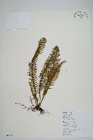 藏品(穴子蕨)的圖片