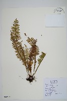 藏品(蕗蕨)的圖片