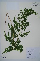 藏品(嫩鱗蓋蕨)的圖片