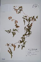 藏品(海金沙)的圖片