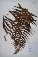 藏品(金狗毛蕨)的圖片