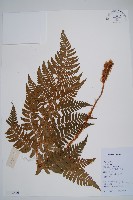 藏品(闊鱗鱗毛蕨)的圖片