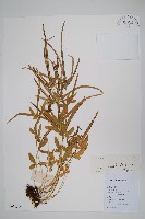 藏品(箭葉鳳尾蕨)的圖片