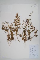 藏品(水蕨)的圖片