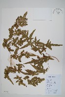 藏品(海金沙)的圖片