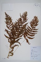 藏品(密腺副金星蕨)的圖片