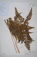 藏品(南海鱗毛蕨)的圖片