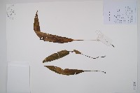 藏品(單葉雙蓋蕨)的圖片