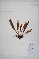 藏品(密葉劍蕨、中國劍蕨)的圖片